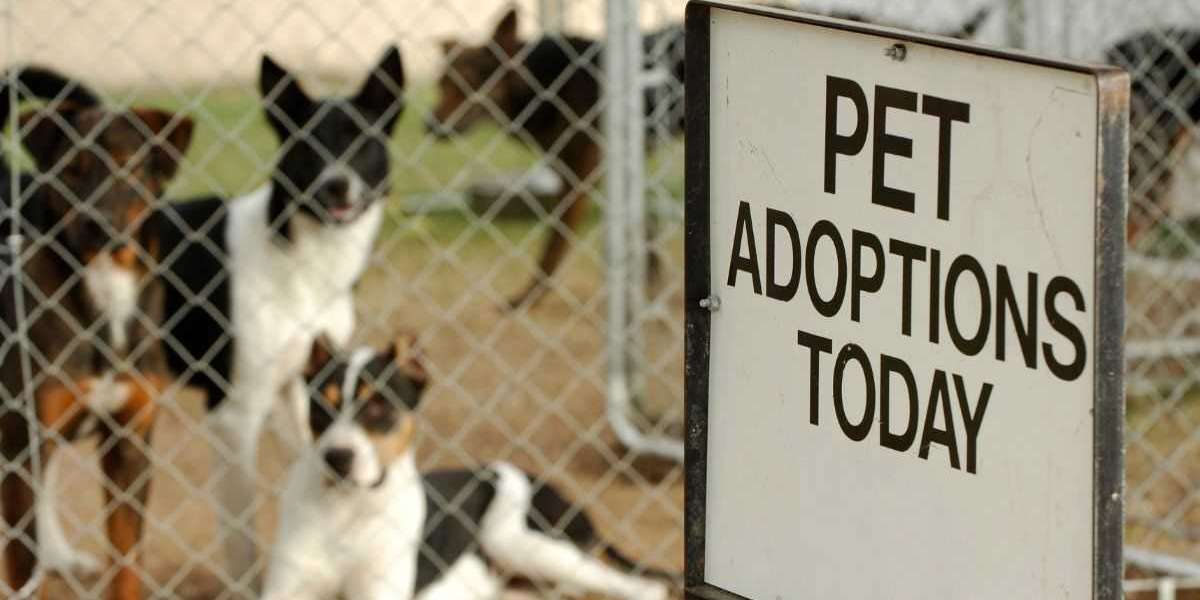 A Comprehensive Guide to Choosing Dog Adoption Over Buying