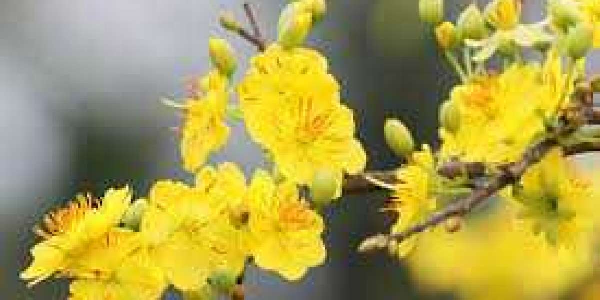 Chăm sóc cây Mai vàng trong chậu để ra hoa vào dịp Tết
