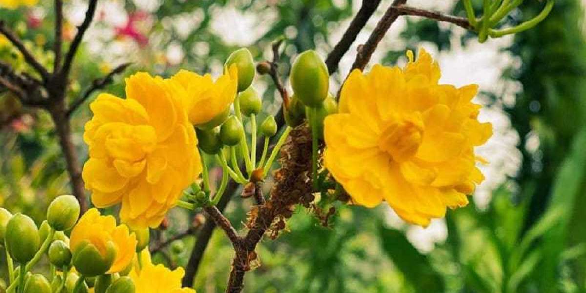 Mê mẩn với vườn mai vàng tuyệt đẹp lần đầu tiên có ở Lai Châu