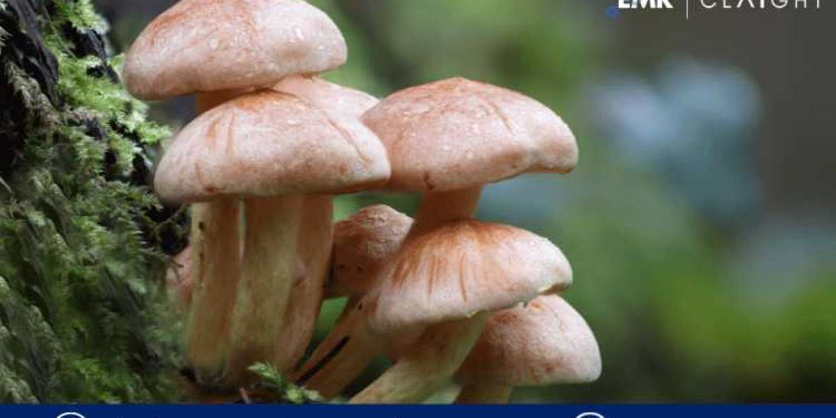 Unveiling the Fungi Frontier: Exploring Argentina Mushroom Market Landscape