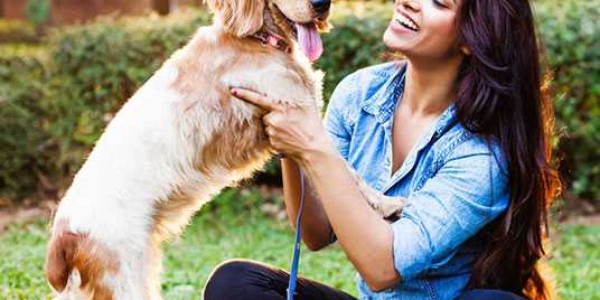 Dog Hostel: Comfort & Joy for Your Furry Friend
