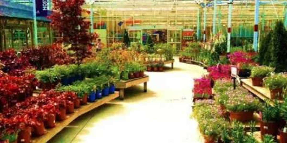 Transform Your Home with the Top Online Nursery in Pakistan | Pak Plants