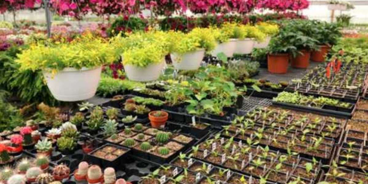 Discover the Top Online Nursery in Lahore for You | Pak Plants