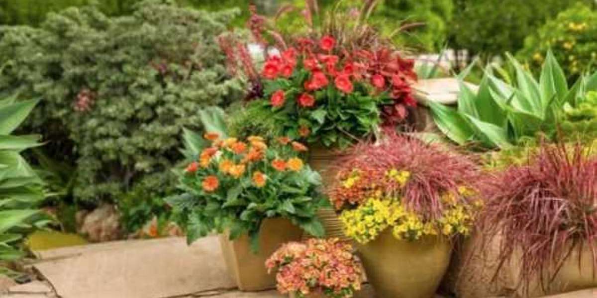 Top Outdoor Plants in Pakistan | Transform Your Garden with the Best Choices